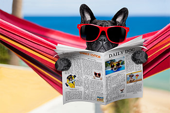 On the beach, blue, dog, animal, black, news, cute, paper, hammock, beach, summer, puppy, sunglasses, re, funny, paw, caine HD wallpaper