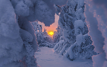Winter Sunrise, trees, winter, sunrise, snow HD wallpaper