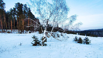 A frosty winter morning in the forest, landscape, trees, sky, snow HD wallpaper