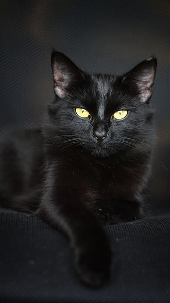 Full Black Colour, Full Black Colour Kitty, Black Kitty HD phone wallpaper