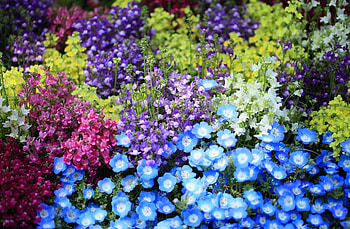 Flowers, Flower Bed, Flowerbed, Brightly, Colorfully, Graphically, Snapdragon, Nemophiles HD wallpaper