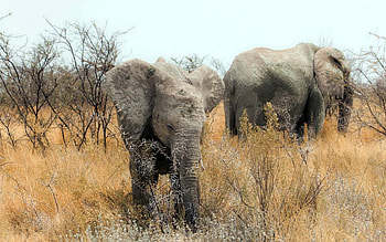 Animals, Nature, Elephants, Africa HD wallpaper