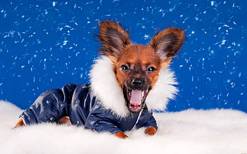 Animals, Dogs HD wallpaper