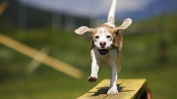 Beagle, Dog Sports HD wallpaper