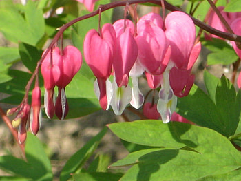 bleeding heart, pink, heart, spring, flower HD wallpaper