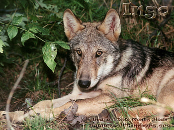 Relaxed And Alert Wolf, timber wolves, grey wolves, wolves, relaxed wolves, alert wolves, puppies, nature HD wallpaper