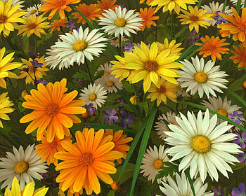 WildFlowers, nature, flowers, wild, beauty HD wallpaper