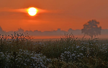 wildflowers at sunset, trees, focus, flowers, sunset HD wallpaper