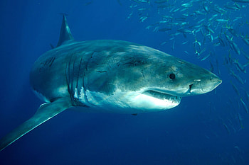 Great White Shark, ultra , Majestic creature, Oceanic beauty HD wallpaper