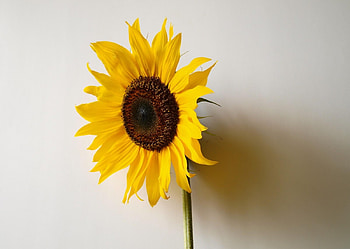 Minimalism, Shadow, Wall, Loneliness, Sunflower HD wallpaper