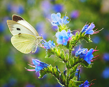 Cool morning, flowers, butterfly, animals, petals HD wallpaper