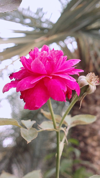 nilumbo nutty, magenta, pink HD phone wallpaper