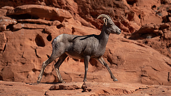 Nubian Ibex, animal, nature, horns HD wallpaper