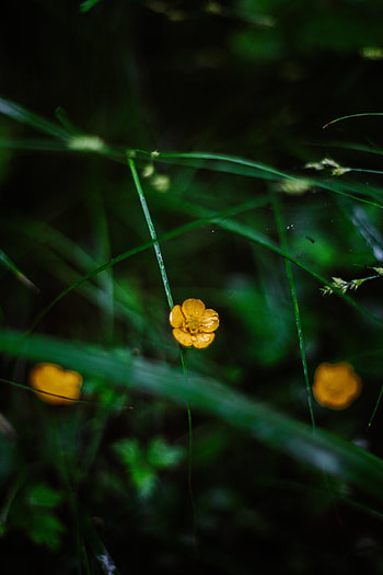 Flowers, Grass, Petals HD phone wallpaper