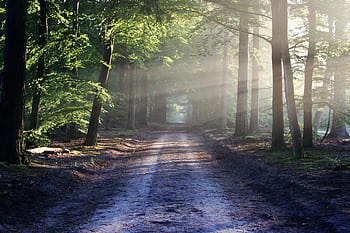 Peaceful forest pathway with sunrays filtering through trees, creating a serene atmosphere. HD wallpaper