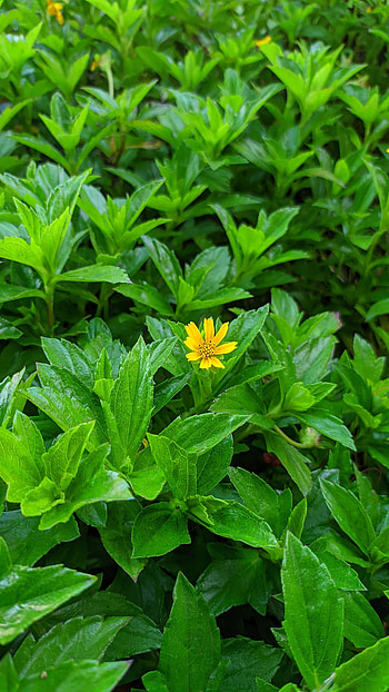 Blooming yellow flower HD phone wallpaper
