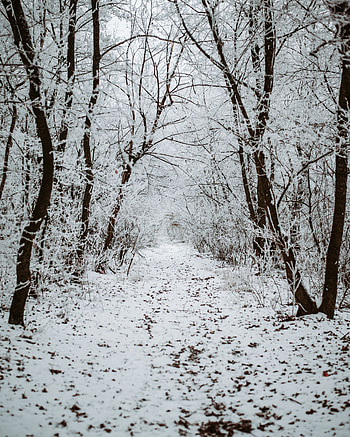 Winter, Nature, Trees, Snow, Forest, Track HD phone wallpaper