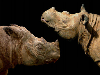 sumatran rhino, africa, rhinoceros, wild life, stunning HD wallpaper