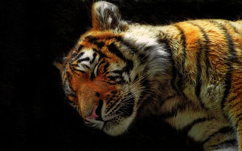 sleeping tiger, animal, cat, feline, tiger HD wallpaper