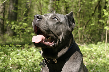 Animals, Dog, Muzzle, Cane Corso, Kane Corso, Open Mouth, Curiosity HD wallpaper