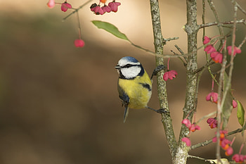 Blue Tit, bird, yellow, red, berry, pitigoi, pasari HD wallpaper