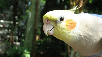 Cockatiel , Feathered beauties, Stunning avian graphy, backgrounds HD wallpaper