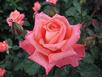 Beautiful Pink Rose, pink, pink rose, roses, flower HD wallpaper