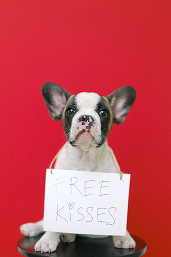 Charming French Bulldog puppy with a ' Kisses' sign on a vibrant red background, perfect for pet lovers. HD phone wallpaper