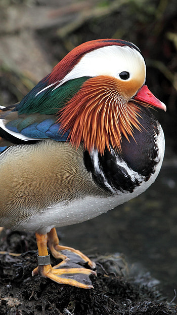 Mandarin Duck, North American, Duck Bird HD phone wallpaper