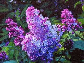 Blooms, lilacs, purple, bloom, flower HD wallpaper