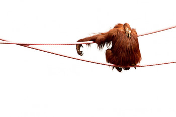 lonely at the top, orang outang, top, , lonely, red brouwn HD wallpaper