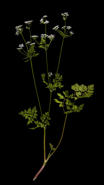 Edible leaves, Herbs flora, Obscured beauty HD phone wallpaper
