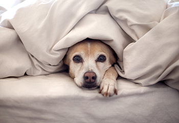 Animals, To Lie Down, Lie, Dog, Sight, Opinion, Bed, Blanket, Peek Out, Look Out HD wallpaper