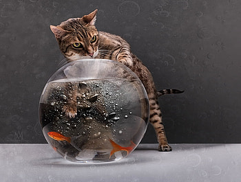 Still fishing, pisica, animal, summer, situation, cat, funny, fish, aquarium HD wallpaper