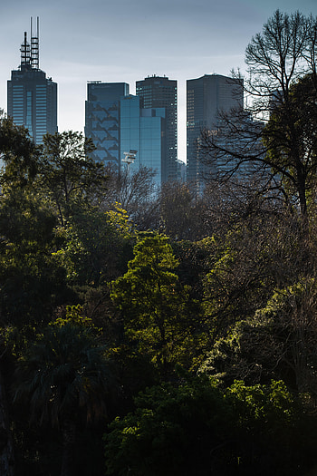 Cities, Trees, City, Building, Skyscrapers HD phone wallpaper