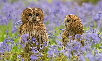 Owl, animal, bird, field HD wallpaper