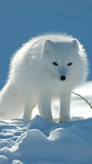 Animal graphy, Arctic fox, Nature's majesty, Captivating charm HD phone wallpaper