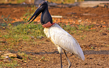 Jabiru Stork, GlobalWings , Majestic Bird, Wetlands HD wallpaper