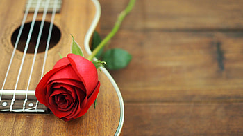 Rose, Ukulele HD wallpaper