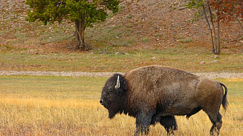 Steppe bison, Wild Animals HD wallpaper