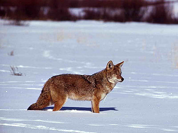 Coyote in Winter, winter, beautiful, , coyote HD wallpaper