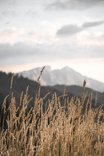 Nature, Grass, Mountains, Field, Ears, Spikes HD phone wallpaper
