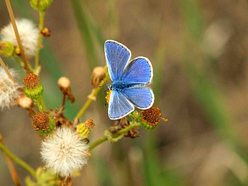 Soft Blue, blue, stem, butterfly, weed HD wallpaper