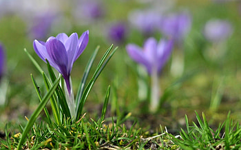 Flowers, Grass, Snowdrops, Macro, Polyana, Glade HD wallpaper