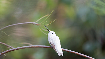 Leucistic Anna's hummingbird in the Australia Garden, UCSC Arboretum, Santa Cruz, California, bird HD wallpaper