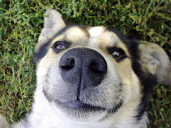 Animals, Dog, Muzzle, Sweetheart, Nice, Nose HD wallpaper