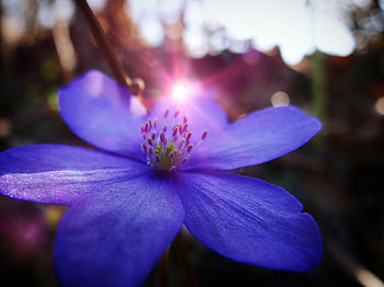 Close up, blue flower, sunbeams HD wallpaper