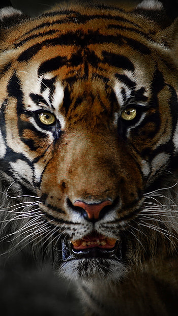 face, Animal, tiger HD phone wallpaper