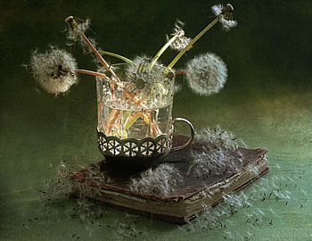 Blow dandelion, glass, book, dandelions, green HD wallpaper