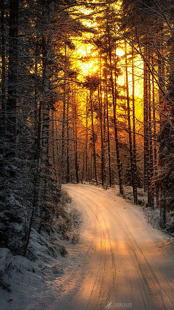 Winter, Yellow Sunset HD phone wallpaper